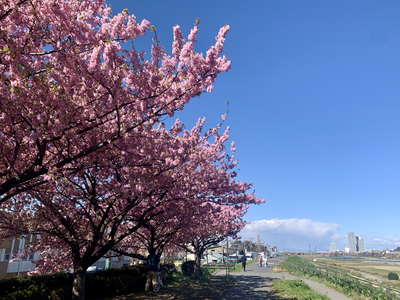 桜.jpeg