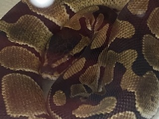 IMG_9185 .jpeg