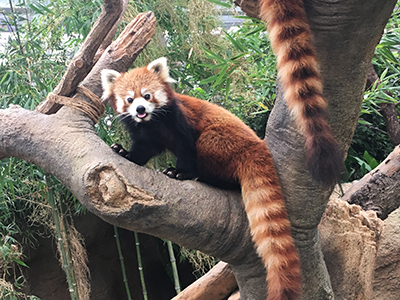 panda.jpg